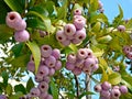 Syzygium smithii (Lilly Pilly) Royalty Free Stock Photo