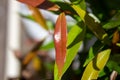 Syzygium smithii is a summer flowering evergreen tree