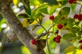 Szechuan pepper tree in my garden, Zanthoxylum piperitum