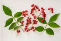 Szechuan pepper, berries and leaves on a white background Zanthoxylum piperitum