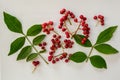 Szechuan pepper, berries and leaves on a white background Zanthoxylum piperitum