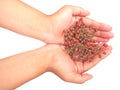 Szechuan pepper in hand Royalty Free Stock Photo