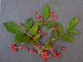 Szechuan pepper tree in my garden, Zanthoxylum piperitum