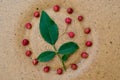 Szechuan pepper tree in my garden, Zanthoxylum piperitum