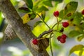 Szechuan pepper tree in my garden, Zanthoxylum piperitum