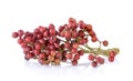 Szechuan pepper Zanthoxylum piperitum Royalty Free Stock Photo