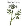 Szechwan lovage ligusticum wallichii , medicinal plant Royalty Free Stock Photo