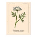 Szechwan lovage ligusticum wallichii , medicinal plant