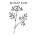 Szechwan lovage ligusticum wallichii , medicinal plant