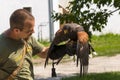 Harris s hawk on hand of a falconer in a show