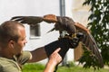 Harris s hawk on hand of a falconer in a show