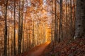 SÃÂ£o LourenÃÂ§o Beech Tree Forest, pathway leaves fall in ground landscape on autumnal background in November, Manteigas, Serra da