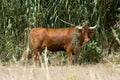 Curious bull of the finest kind on Sao Miguel, Azores