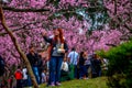 Parque do Carmo Festa das Cerejeiras Brazil Royalty Free Stock Photo