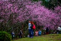 Parque do Carmo Festa das Cerejeiras Brazil