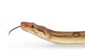 T+ albino Boa Constrictor snake on white