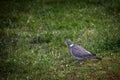 Selective blur on a pigeon, alone, standing in the grass in a city park.