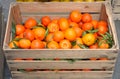 fruit box full of fresh clementines grown with biological techniques