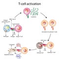 T cell activation diagram, t lymphpcytes, helper T-cell and cytotoxic T-cell vector illustration, white blood cells