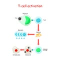 T cell Activation Royalty Free Stock Photo