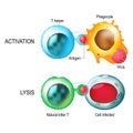 T-cell. Activation and lysis of the leukocytes. Royalty Free Stock Photo