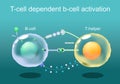 T-cell dependent b-cell activation Royalty Free Stock Photo