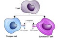 T Cell, helper T cell and cytotoxic T cell, CD Antigen Types, CD4 And CD8