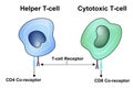 T Cell, helper T cell and cytotoxic T cel