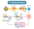 T-Cell activation diagram, vector scheme illustration. Royalty Free Stock Photo