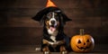 super cute beagle with a witches hat halloween background