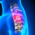 T2 Disc - Thoracic Spine Anatomy