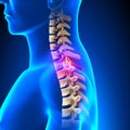 T1 Disc - Thoracic Spine Anatomy