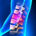 T12 Disc - Thoracic Spine Anatomy