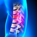 T7 Disc - Thoracic Spine Anatomy