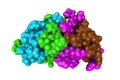 T6 human insulin. Space-filling molecular model on white background. 3d illustration