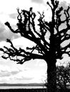 Bald tree as silhouette on the lake shore in black and white Royalty Free Stock Photo