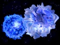 T-lymphocyte interacting with an antigen presenting cell APC Royalty Free Stock Photo
