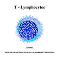 T lymphocytes structure. The functions of T lymphocytes. Immunity Helper Cells. Infographics. Vector illustration on Royalty Free Stock Photo