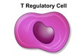 T regulatory cell or lymphocyte of immune system