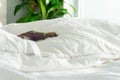 T-rex dinosaur child`s toy on fluffy parent`s bed, with wrinkled duvet and sheets, and white bedding. Depicting home with kids, pa