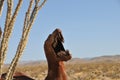 T-Rex Dinosaur Metal Sculpture at Anza Borrego Desert California