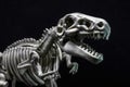 T-Rex Dinosaur skeleton model Royalty Free Stock Photo