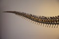 T-Rex Dinosaur Tail Skeleton Royalty Free Stock Photo