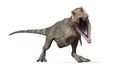 T-Rex Dinosaur, Tyrannosaurus Rex reptile, prehistoric Jurassic animal roaring on white background, front view, 3D rendering Royalty Free Stock Photo