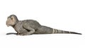 T-Rex Dinosaur, Tyrannosaurus Rex reptile sitting, prehistoric Jurassic animal isolated on white background, 3D rendering