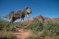 T-Rex on the Prowl Royalty Free Stock Photo