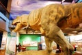 T Rex display Royalty Free Stock Photo