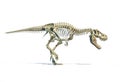 T-Rex full skeleton in dynamic pose. 3D illustration Royalty Free Stock Photo