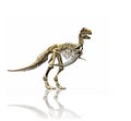 T-rex skeleton Royalty Free Stock Photo
