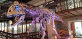 T-rex skeleton in a museum